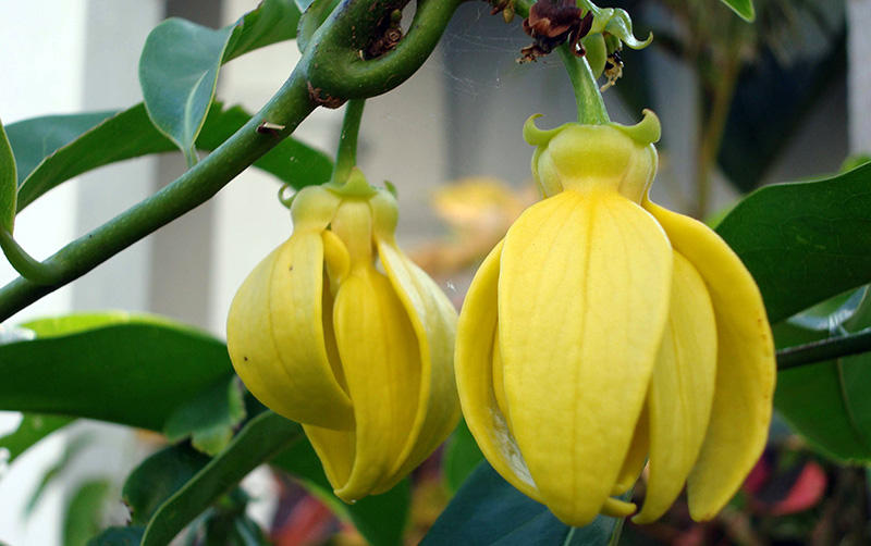 fleurs d'ylang-ylang