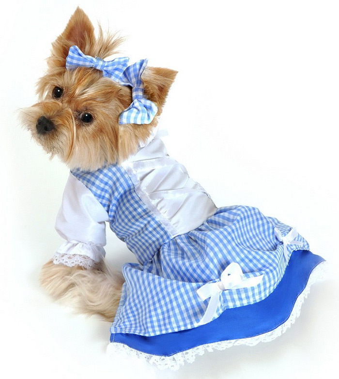 Tenues du Nouvel An pour animaux de compagnie