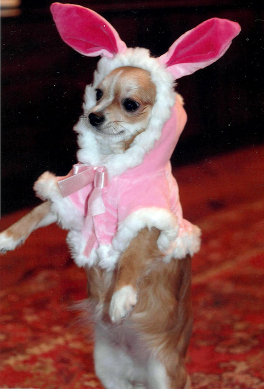 Tenues du Nouvel An pour animaux de compagnie