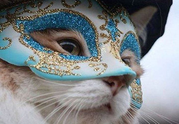 Tenues du Nouvel An pour animaux de compagnie