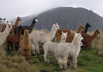 Laine d'alpaga luxueuse