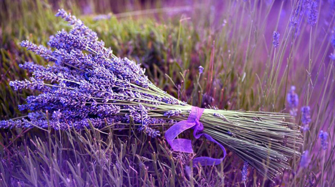 Violet dans la nature