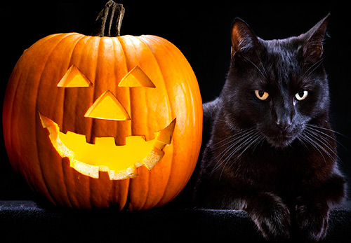 13 chats noirs pour Halloween