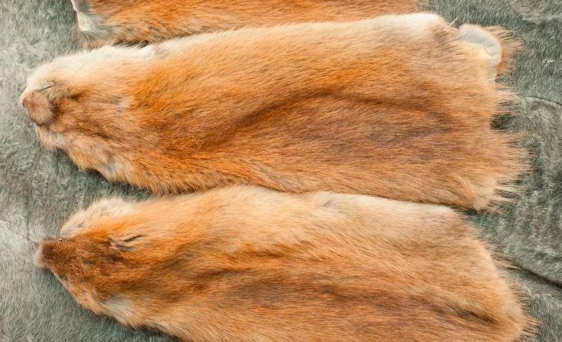 Fourrure de rat musqué