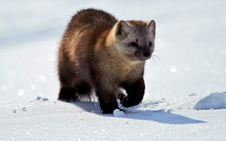 Tout sur la fourrure de zibeline dans la mode et l'histoire