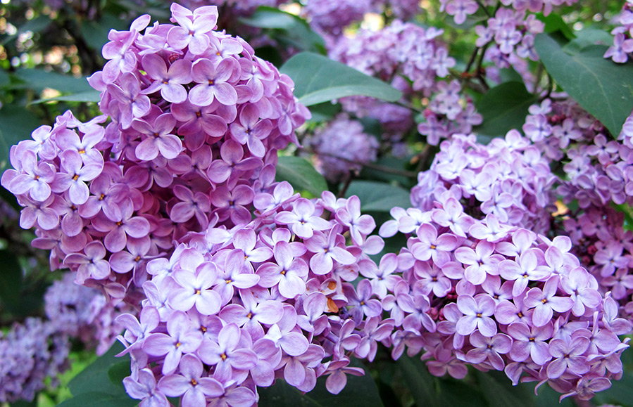 Couleur et photo lilas