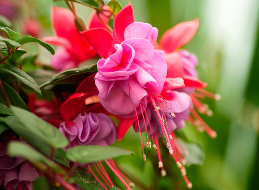 Fleurs fuchsia