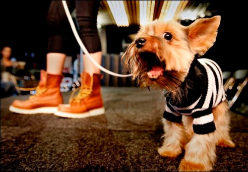 Colliers et vêtements à la mode pour chiens de Trussardi