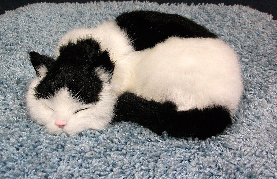 Chat à fourrure réaliste