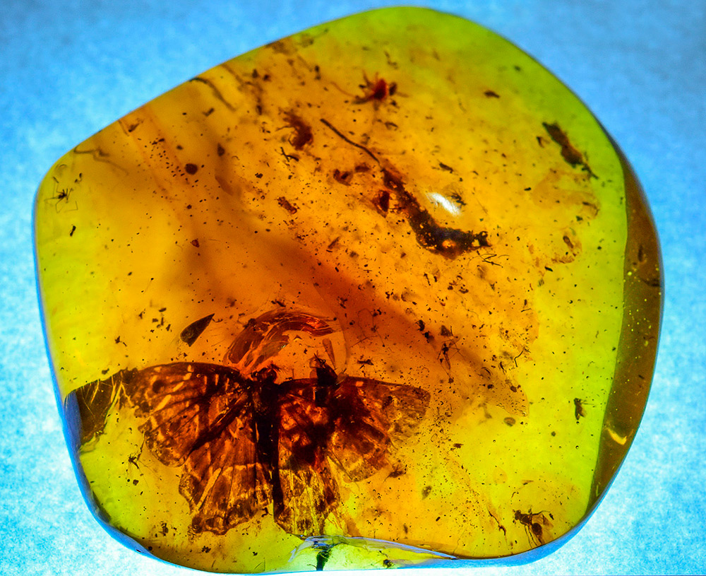Ambre avec papillon