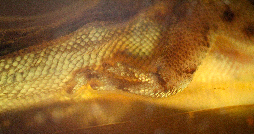 Ambre avec un ancien lézard