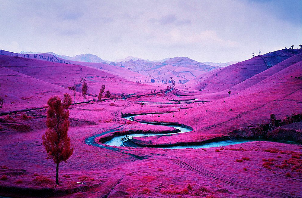 Violet dans la nature