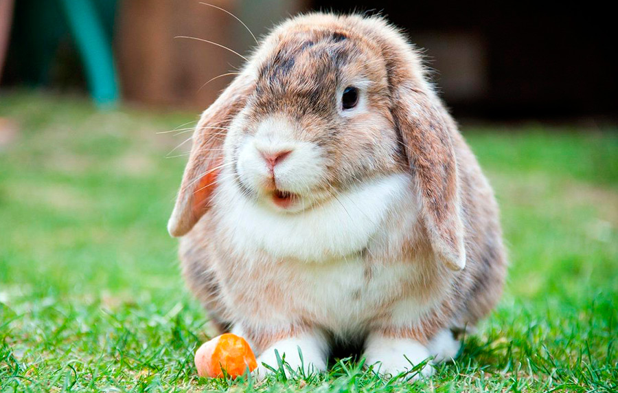 Lapin et fourrure de lapin