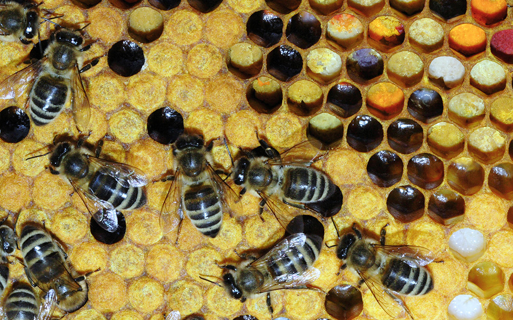 Les bienfaits du pollen pour la beauté et la santé