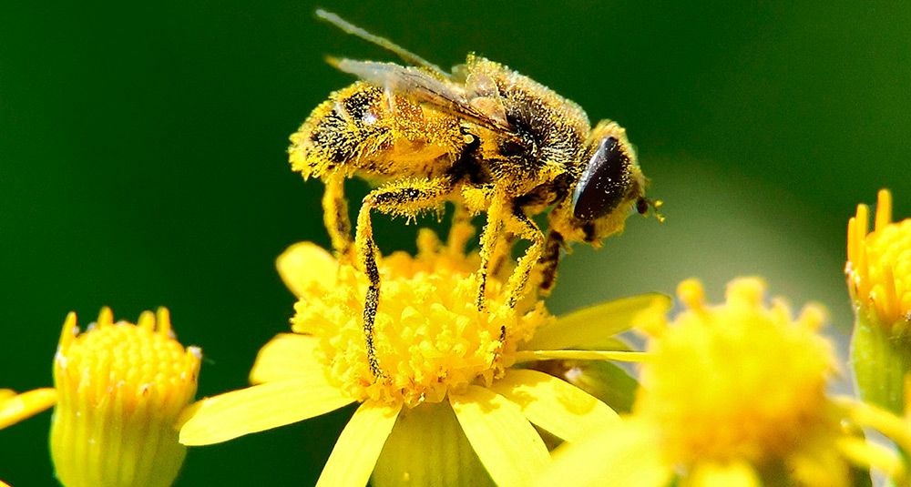Pollen de fleur - propriétés bénéfiques