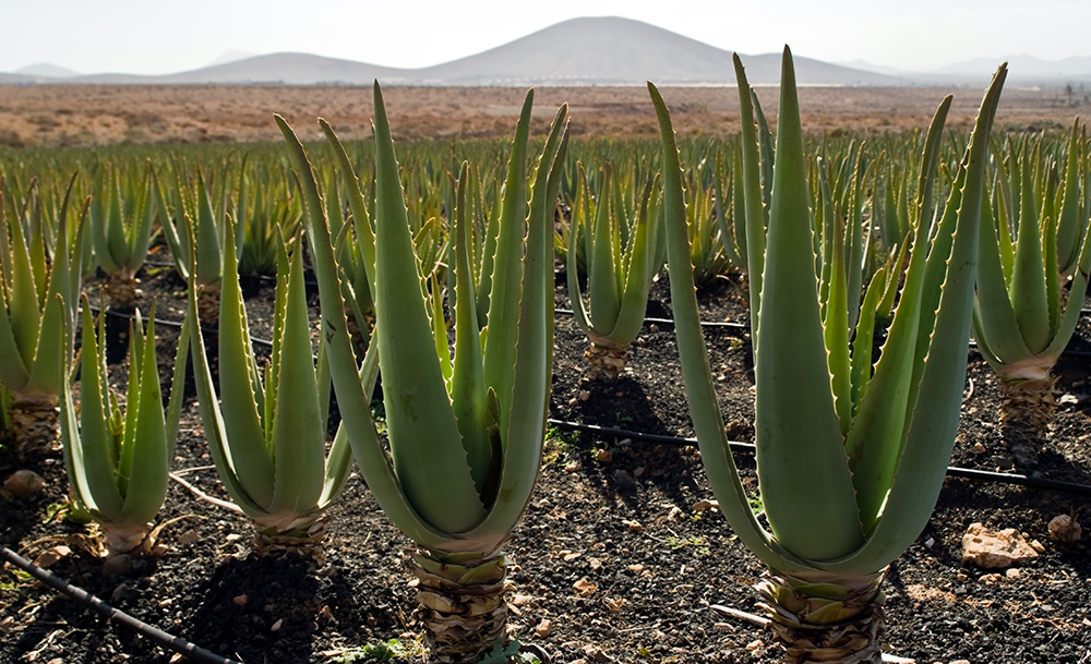 Aloe Vera dans la plantation