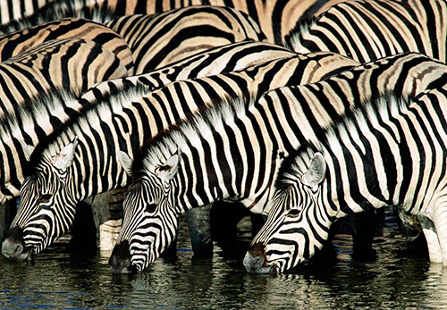 L'imprimé rayé et ses variétés en 2026