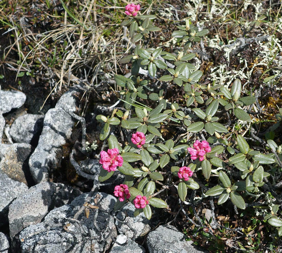 Sagan Daila - une alternative au café