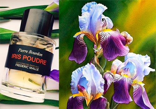 6 meilleurs parfums d'iris