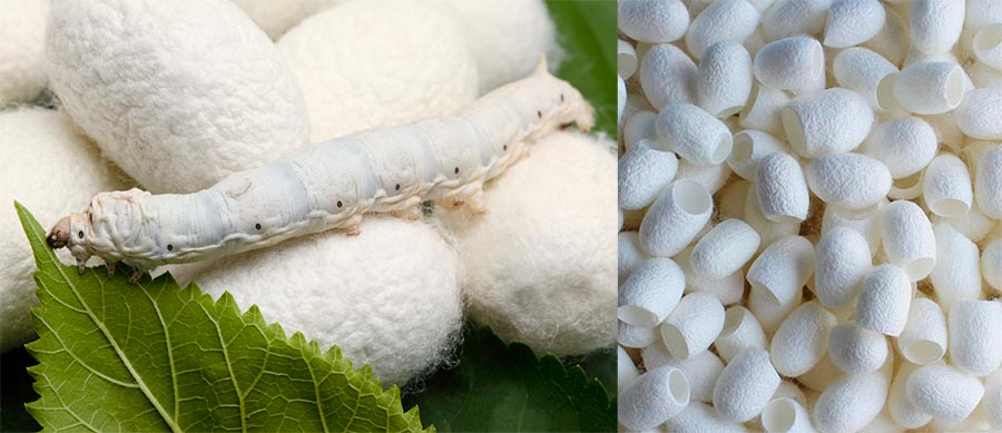 Fabrication de tissus de soie